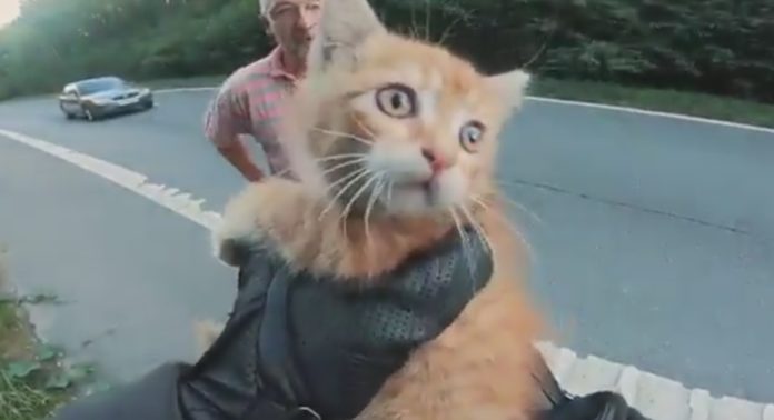 gato salvado en carretera